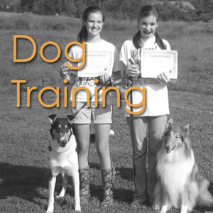 Dog Training Lessons